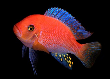  Зебра ред-ред (Pseudotropheus sp. red-red)